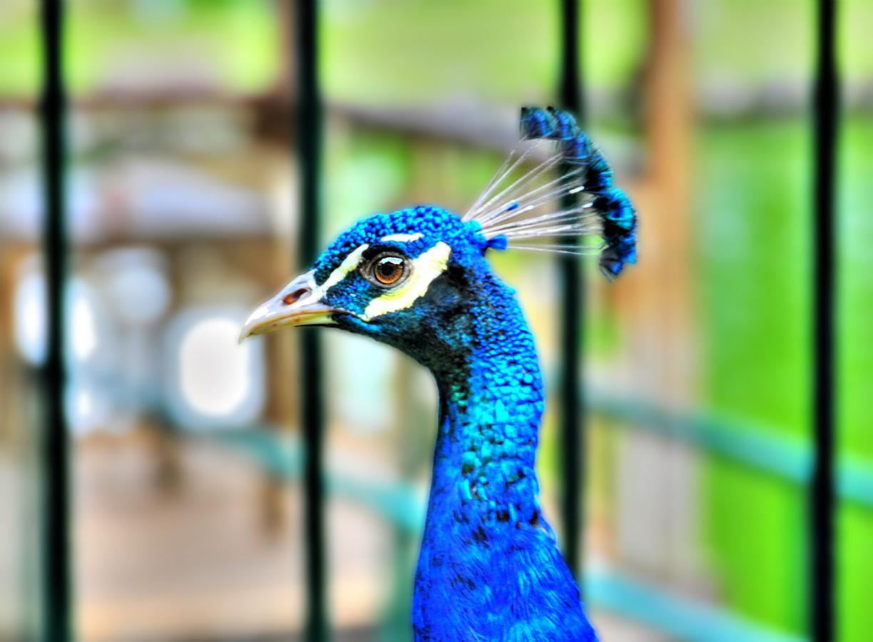 Eden Nature Park And Resort Davao City Eksteriør billede